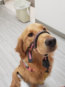 Gracie (AKC Golden Retriever)