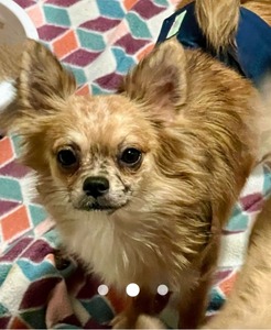 Arkanine (AKC Long Hair Chihuahua )
