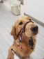 Gracie (AKC Golden Retriever)