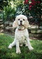 Buiscuit (AKC Cocker Spaniel )
